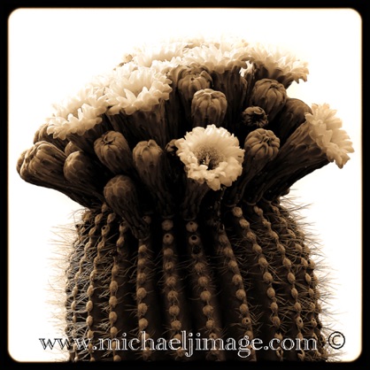 "saguaro blooms"
saguaro national park - east